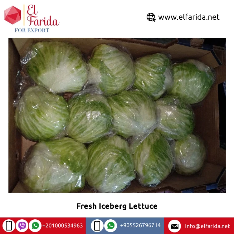 2022 Best Selling Export Quality 100% Natural Fresh Vegetables Iceberg Lettuce for Sale from Egypt at Bulk Price