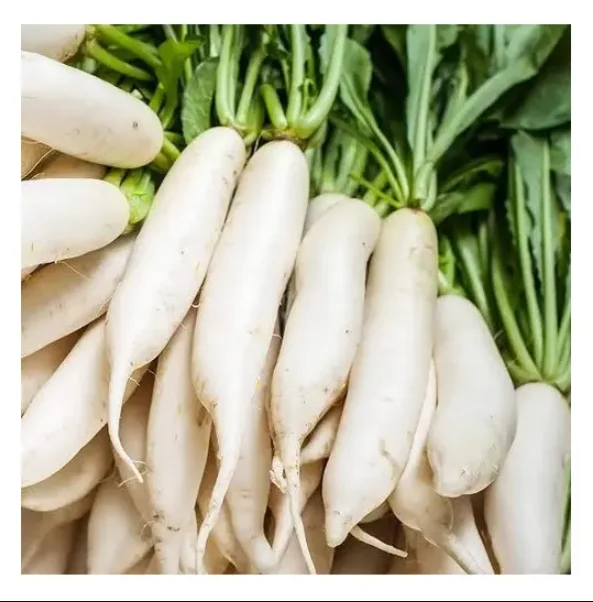 Cheapest Price Supplier Bulk Fresh Vegetables Radish With Fast Delivery