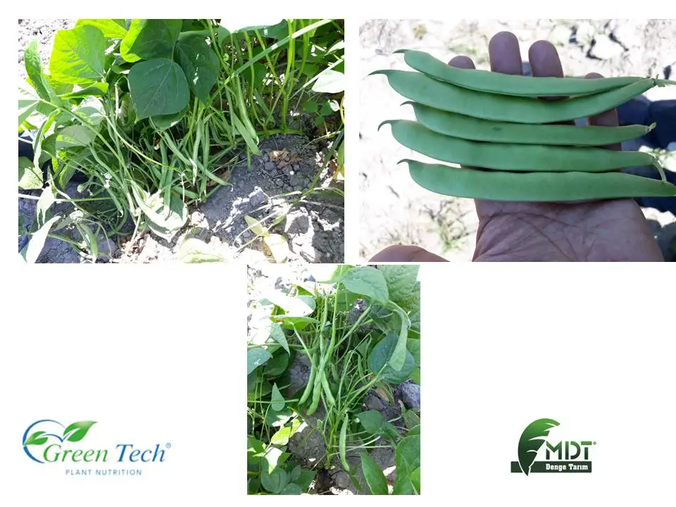 Green Tech International - MDT- Green Tech Humico-Humic Fulvic Acid-Vegetable Liquid Humic Fulvic Acid - Liquid Fertilizer