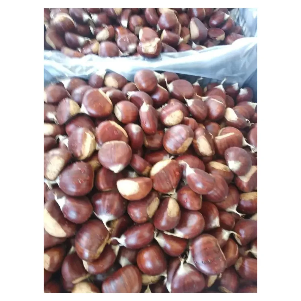 Chestnut Kennel Raw Fresh Chestnuts Organic Fresh Chest Nuts Peeled Roasted Kernels Low Price Quality premium Fresh Chestnuts