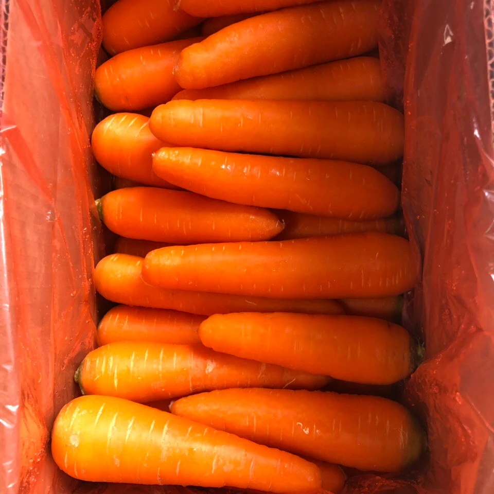 New crop fresh organic vegetables wholesale carot/carrot seeds price of carrots in bulk for export in Viet Nam