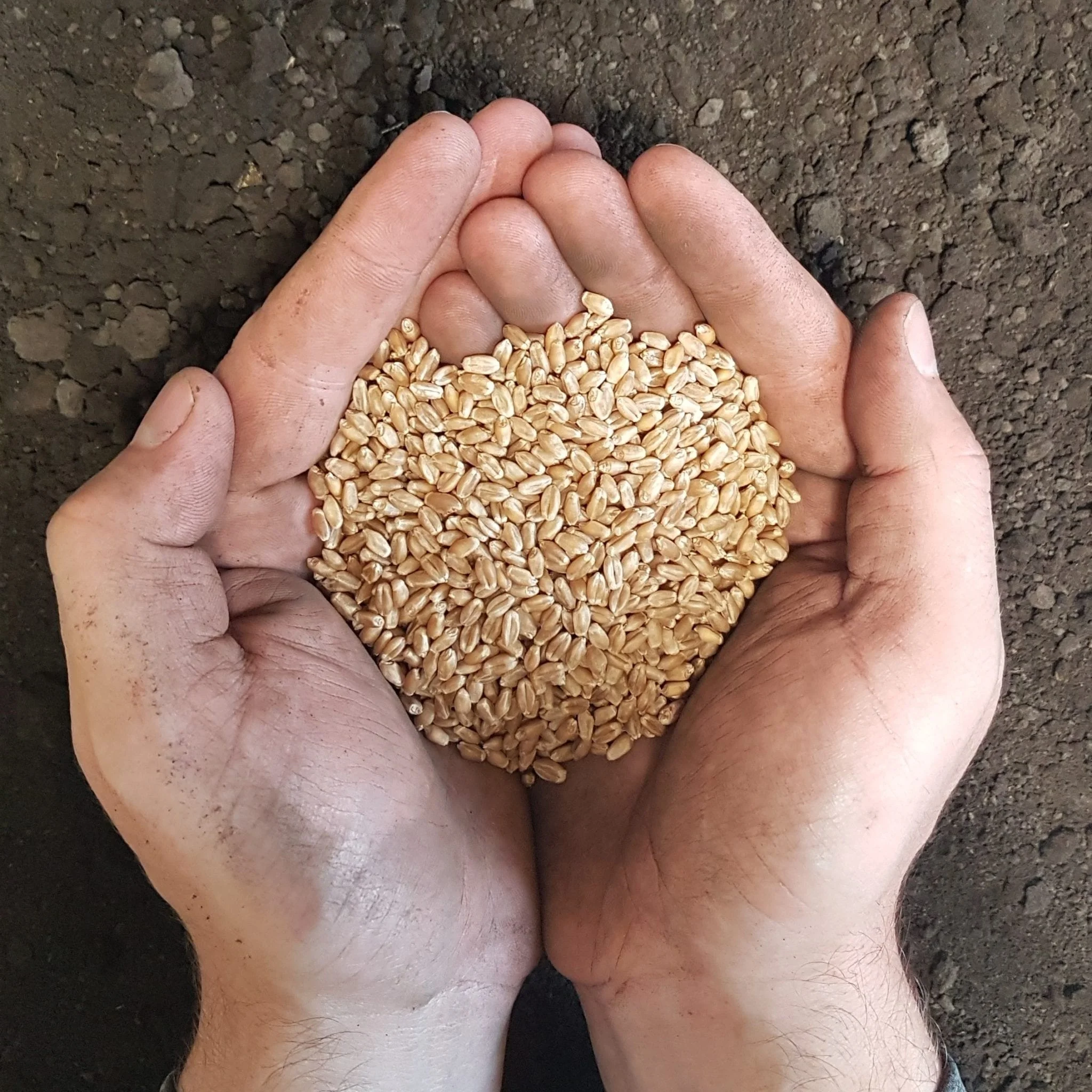 Best Market Price Wheat Grain In Bulk 100% Pure & Nutrition Wheat Grain Buy