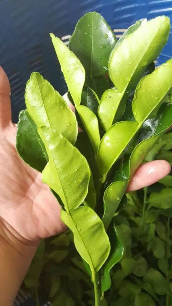 Thai Lemon leaves  From Thailand (Premium quality, Export grade, Good smell, Green, Best selling)
