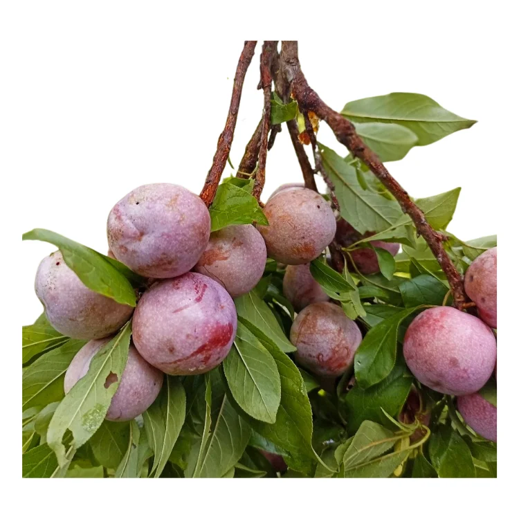 black plum delicious Good price raw ingredients using for many purposes TCVN packing in carton Vietnam Manufacturer
