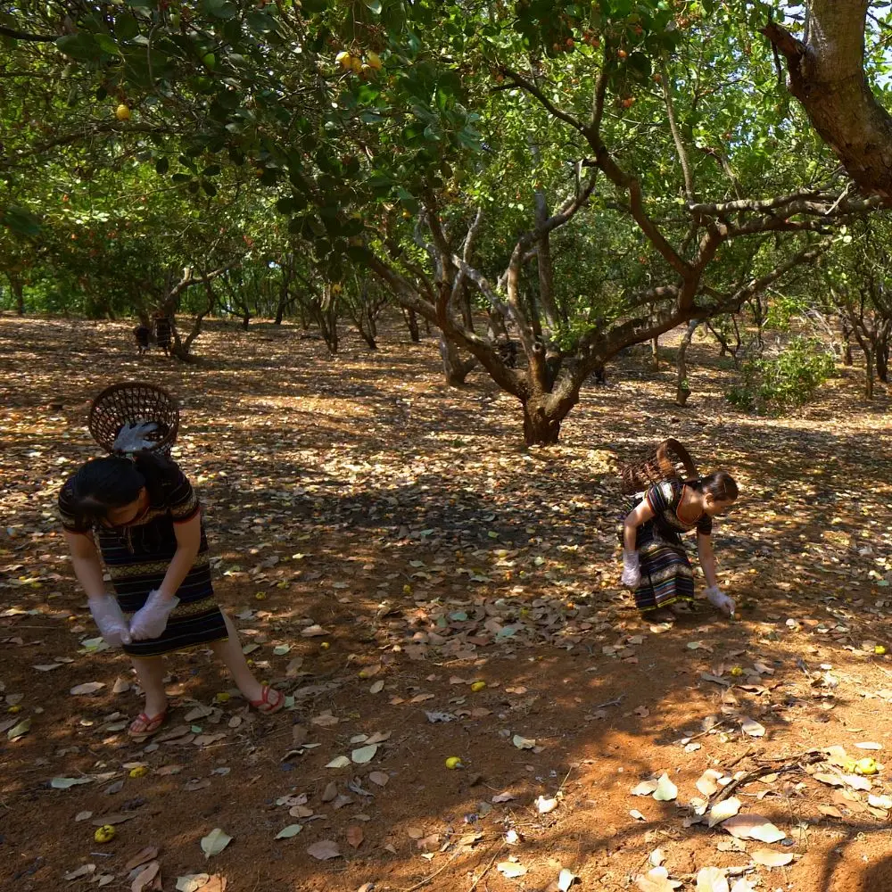 HANFIMEX VIETNAM ORGANIC WHOLE WHITE CASHEW KERNEL WW320 HIGH QUALITY 2023 FACTORY PRICE 0084374074818