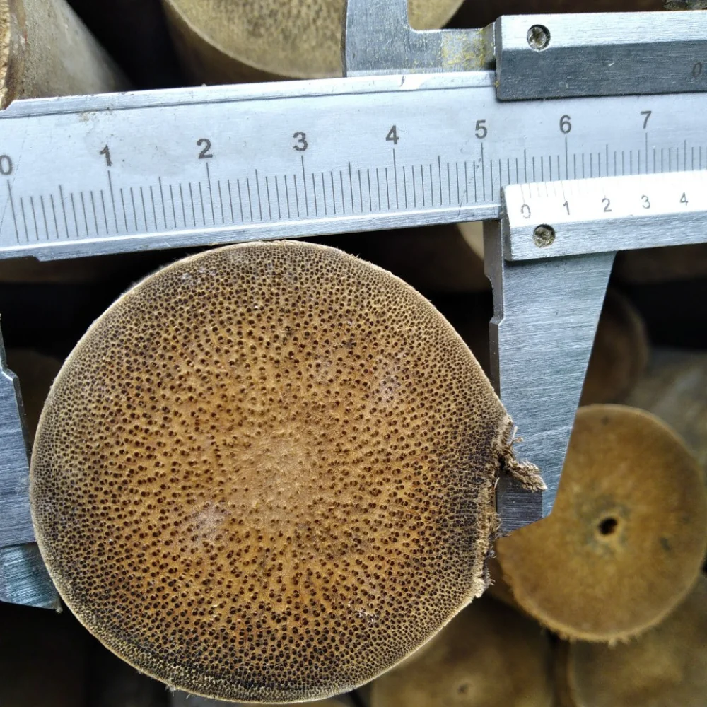 Large Bamboo Poles Trading In Bulk Solid Moso Bamboo For Decor And Construction Packed In Bundles Vietnam Manufacturer