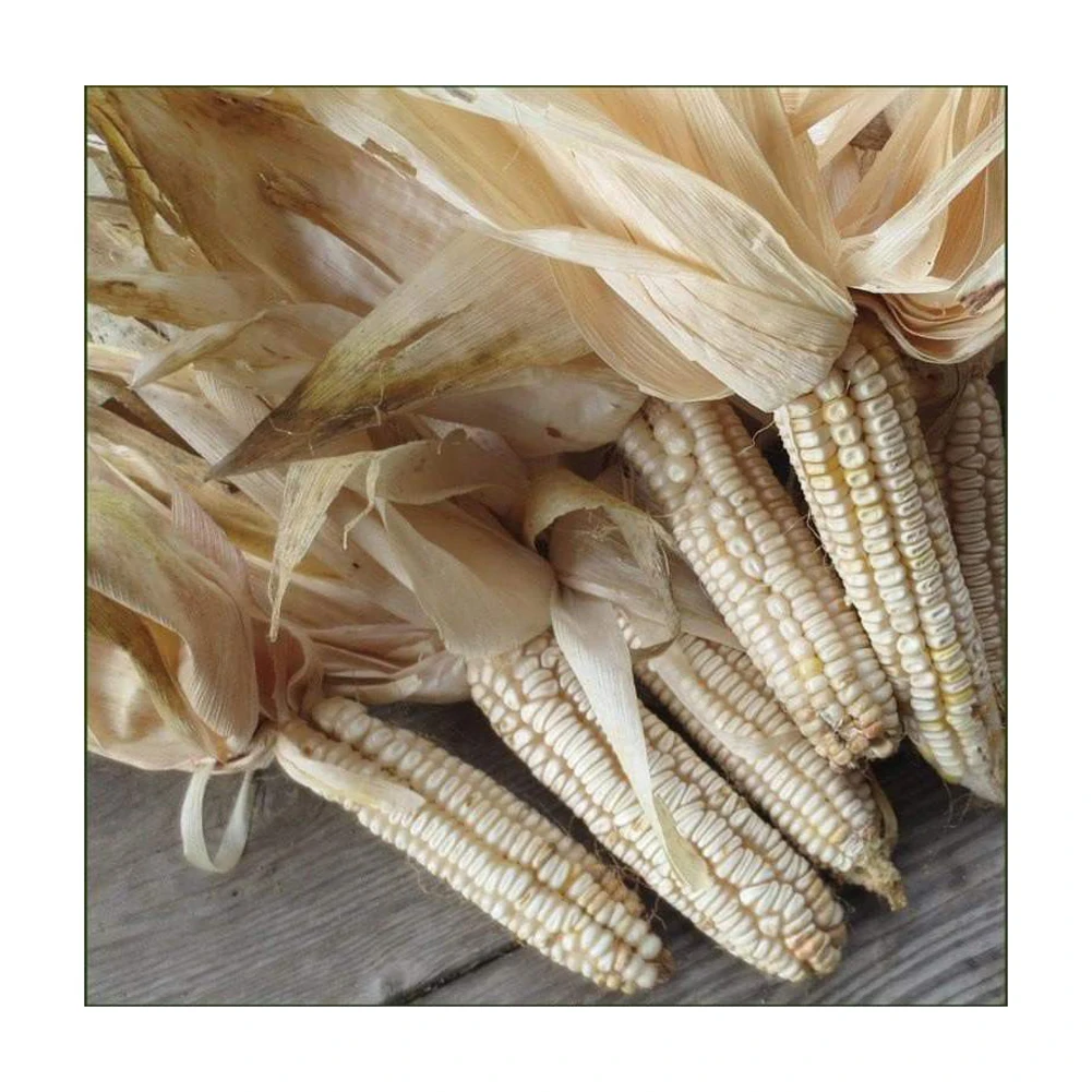 Selected feed corn an excellent food supplement for birds and animals raised for fattening, corn animal feed