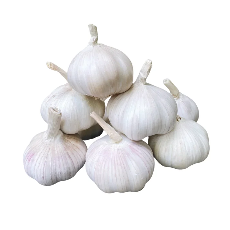 Top Quality Garlic Used As A Seasoning For Dishes 100% Dried Garlic Organic Packed In Box Vietnam Manufacturer