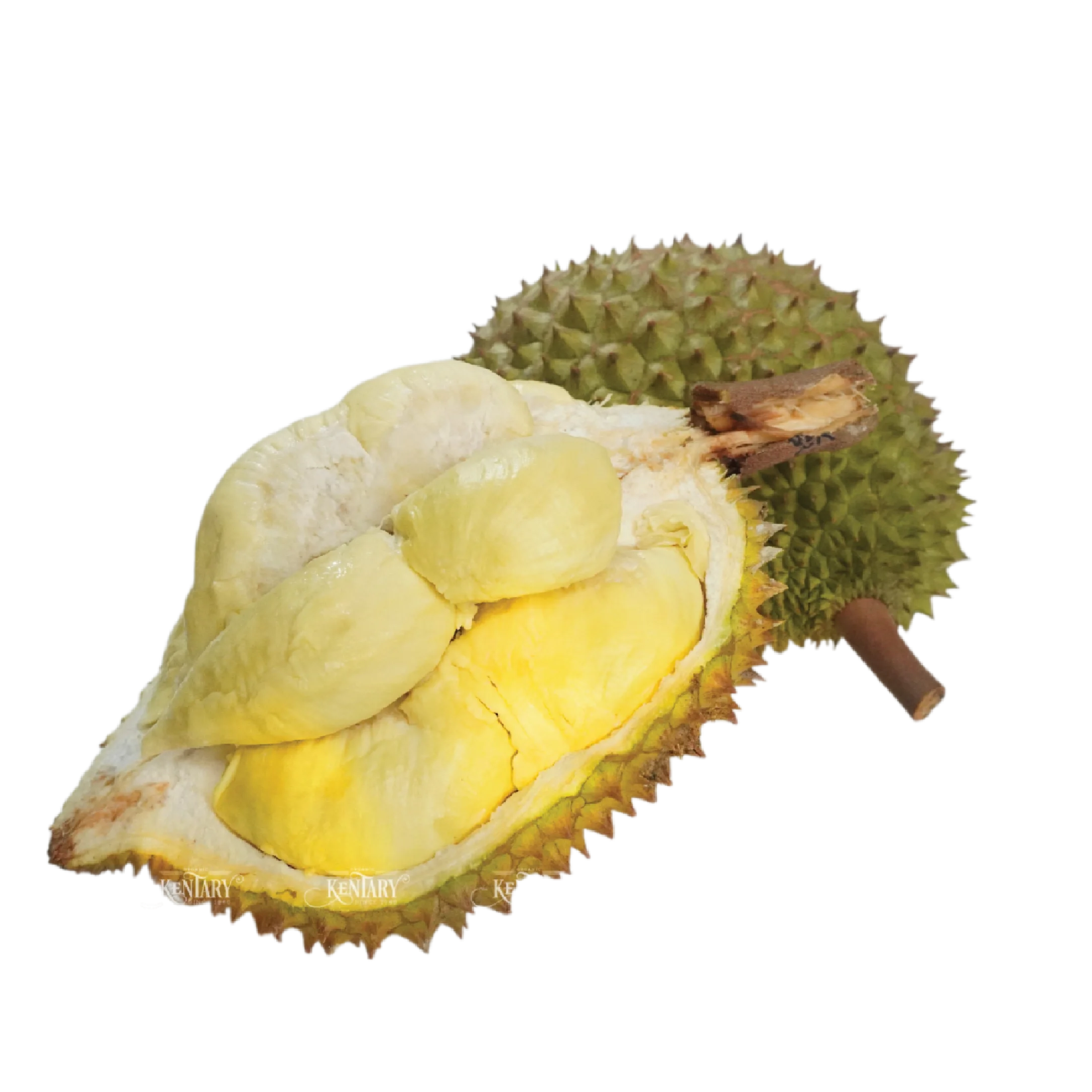 100% Natural Premium Quality Fresh Durian Fruits Healthy Fresh Export Wholesale Durians Durian Fruit Fresh