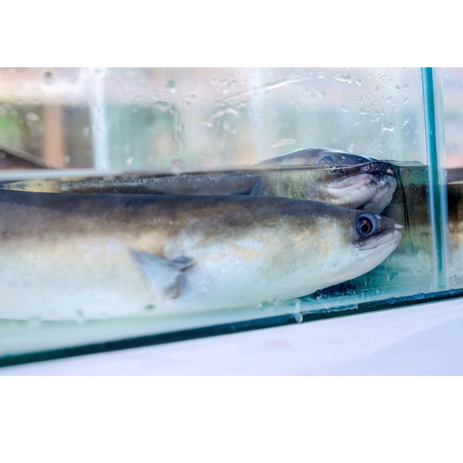 Ready To Ship Japanese Eel Food Cooking Vacuum Pack Block Organic Vitamins Nature Frozen Seafood From Vietnam