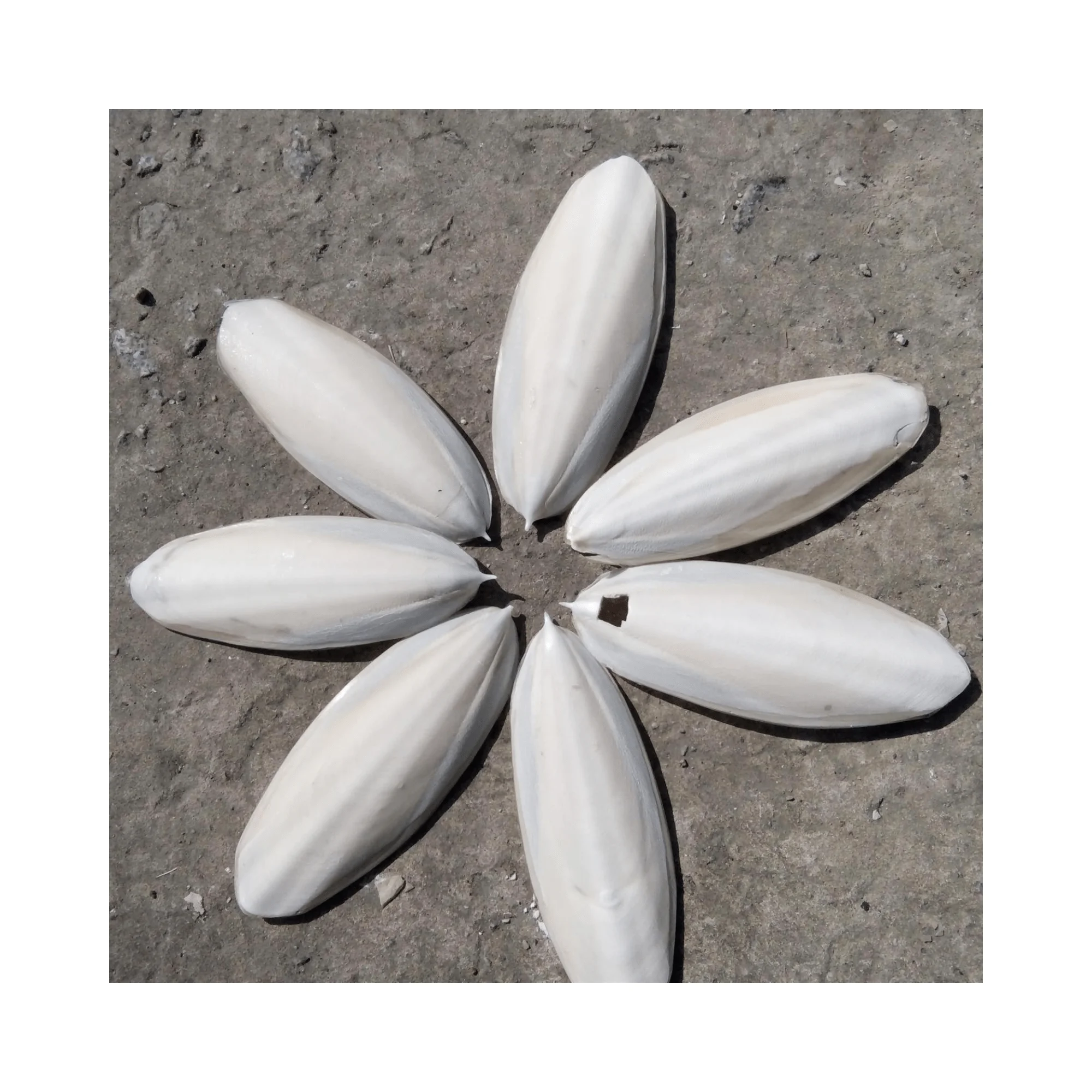 Dried Cuttlebone for bird / Cuttlebone Material supply in bulk Wholesales High quality and competitive price from 99GD