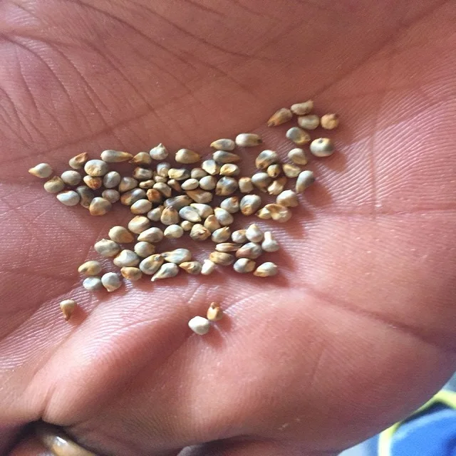Green Millet Bajra Animal Feed Best Quality Feed For Export