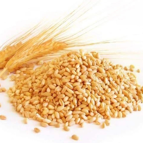 Organic Durum Wheat Grains in Bulk Best Wholesale Pricing for Food Usage