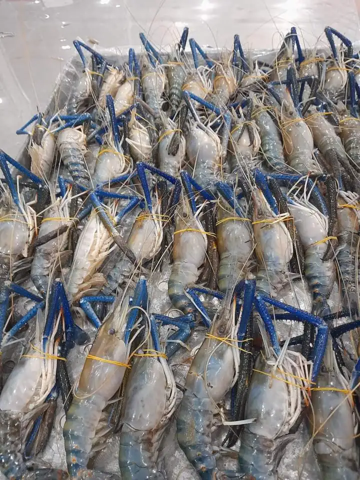 IQF Frozen largest Scampi Shrimp Freshwater prawn from Vietnam