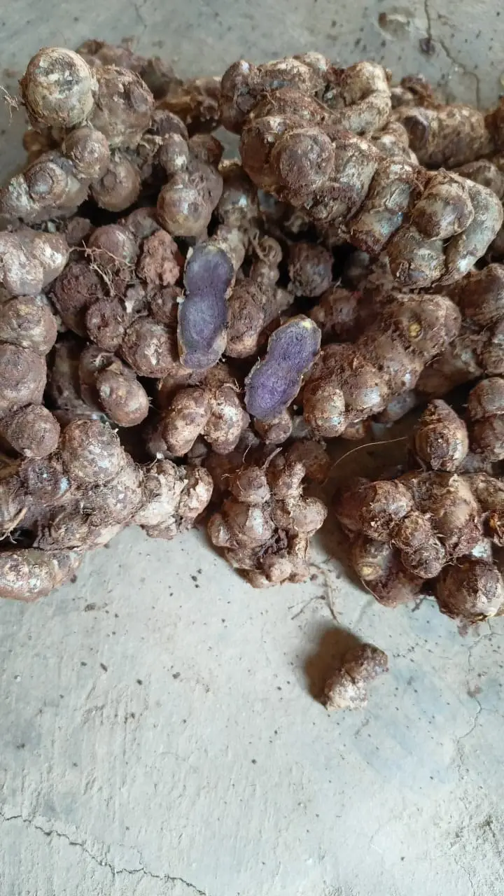 Top-Quality Organic best price hot sell free sample Thai black Ginger