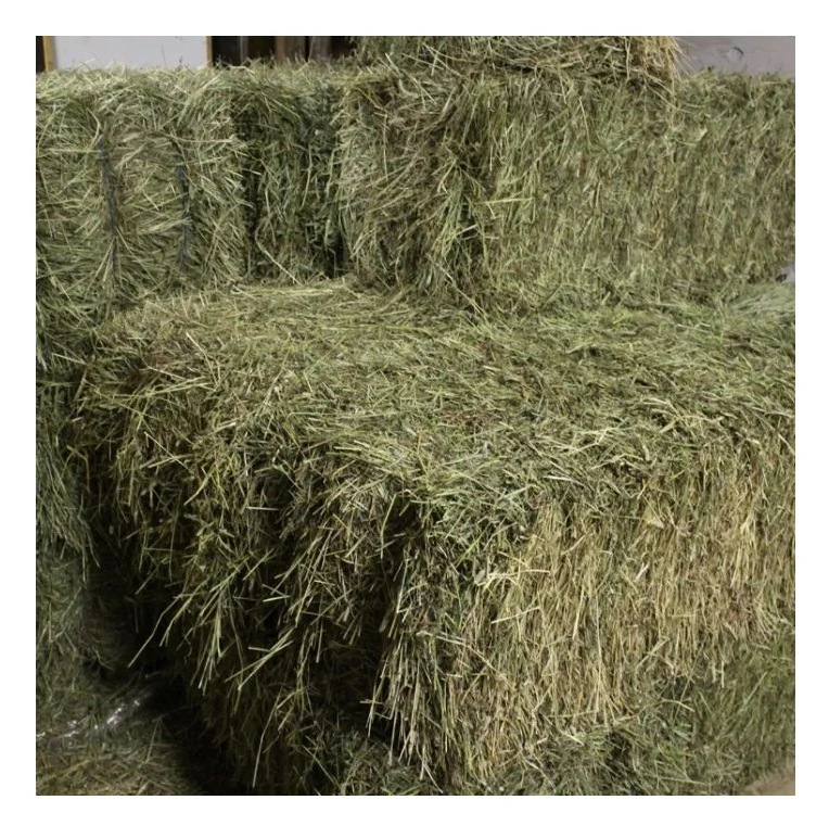 Top Quality Pure Natural Timothy Hay For Sale At Cheapest Wholesale Price