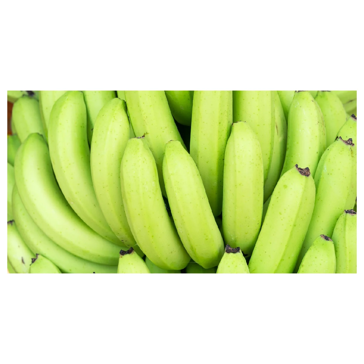 Natural high quality Green Yellow Cavendish Banana Wholesale top grade bananas best price fresh bananas