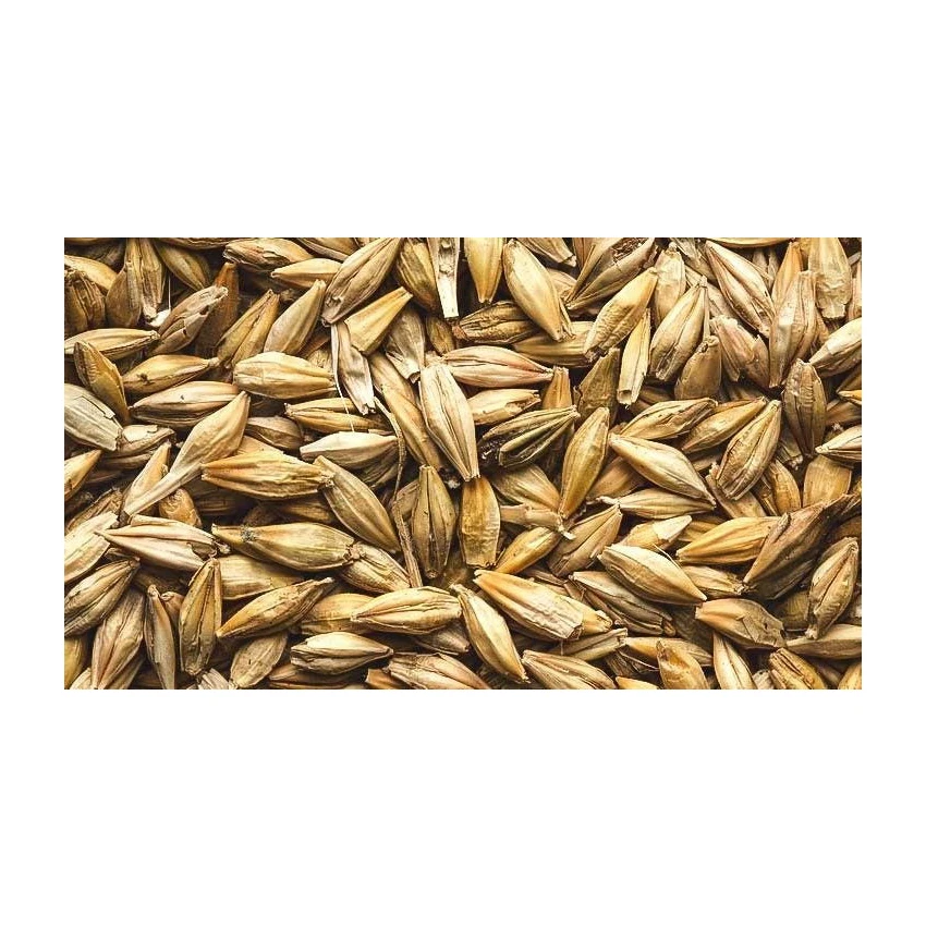 Farming Bulk Malted Barley, Barley Grain Ready For Export For Sale