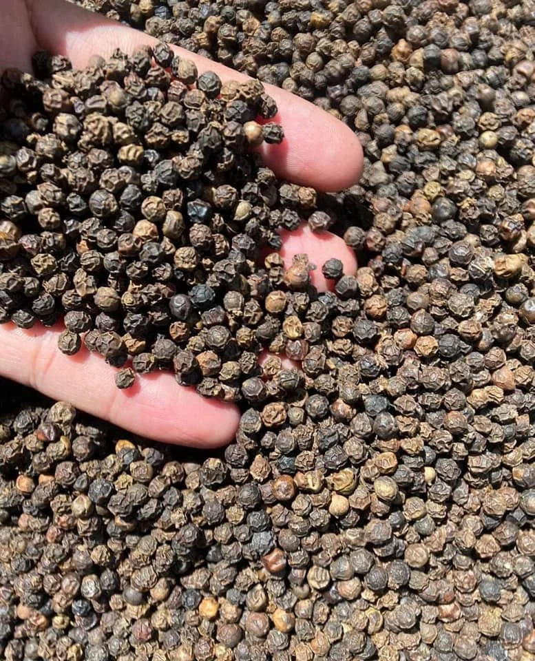 Заводская цена Высококачественная машина для очистки вьетнамского черного перца 500GL 550GL 570GL