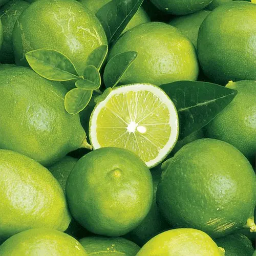 High Quality Fresh Green Seedless Lime / Farm Lemons for Export