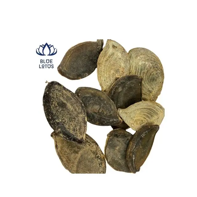 Best Price Operculum Murex From Vietnam To Do Perfume