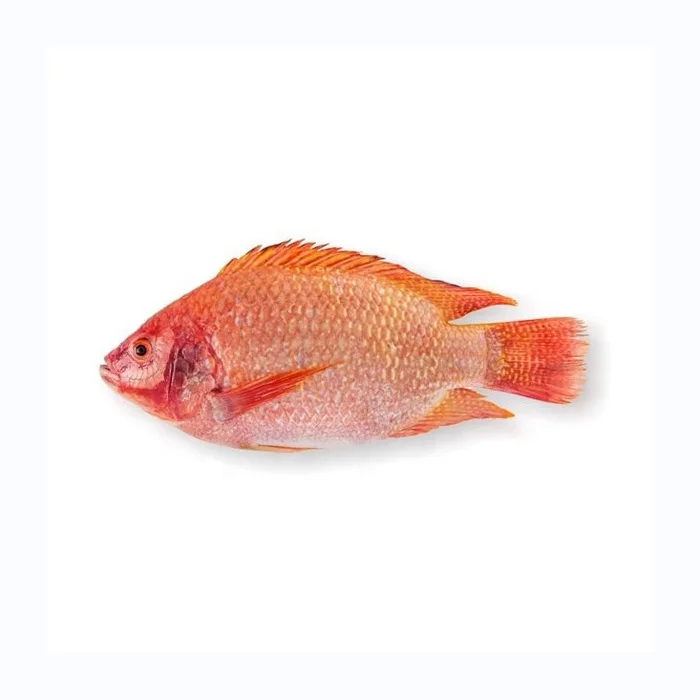 Top quality Good price Frozen red tilapia for export in bulk