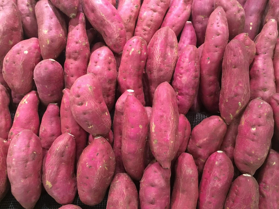 hot deal sweet potato with low price and high quality cheap price fresh sweet potato