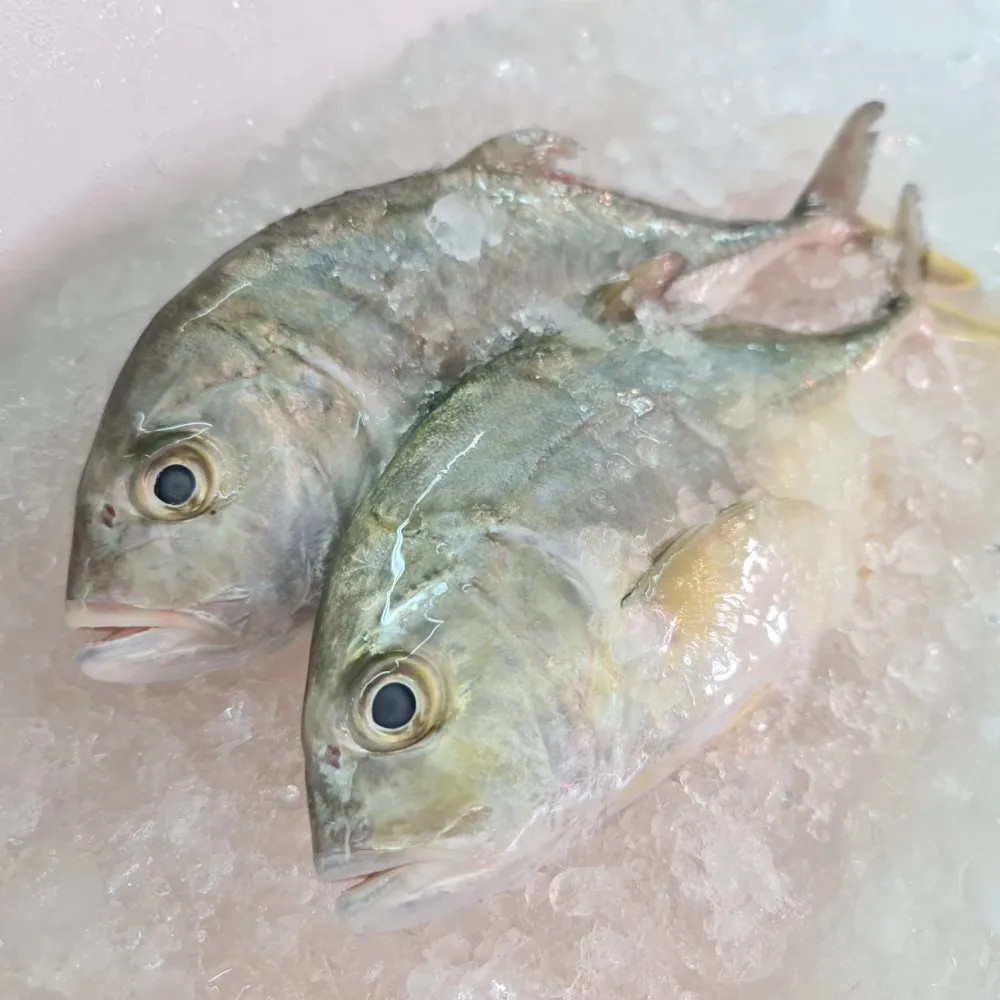 Fresh Frozen Trevally Fish weight upto 2000 grams medium in size available for sale