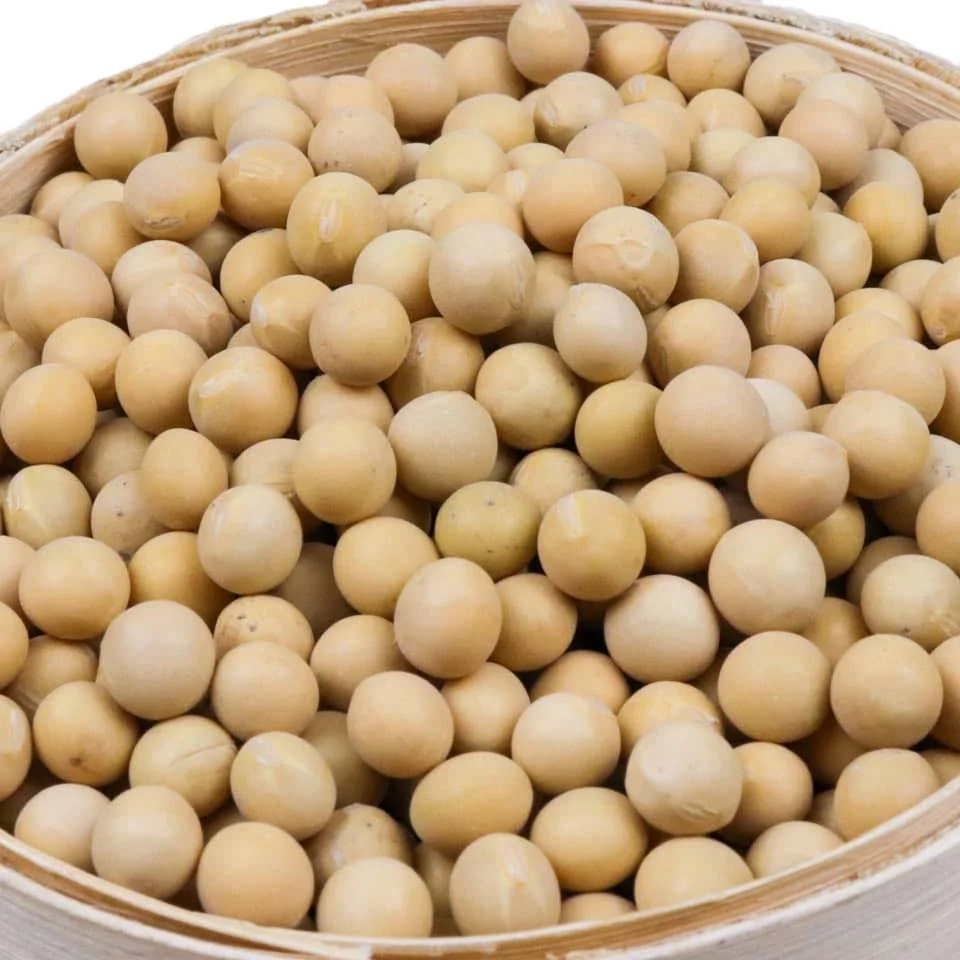 Premium Non GMO Soy Beans Large Quantity Available on Sell Now