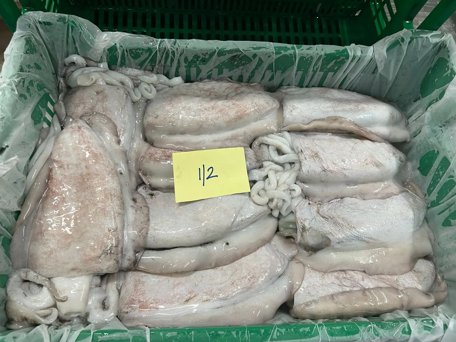 FROZEN CUTTLEFISH GOOD QUALITY OMAN ORIGIN