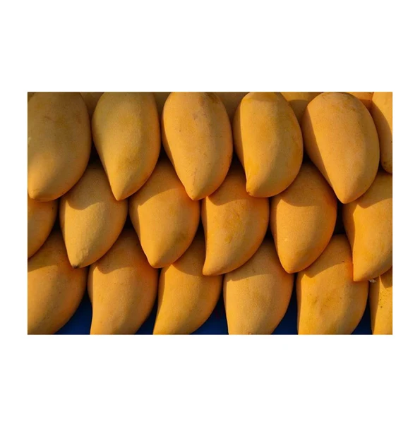 Top Quality Wholesale 100% Natural Delicious Taste Mango Fruit Egyptian Fresh Mango Fruit at Competitive Market Price