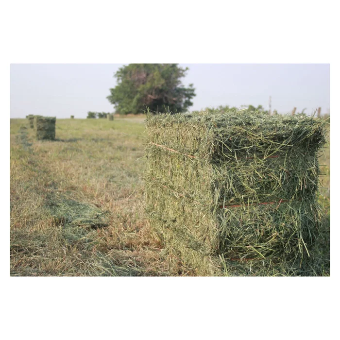 Top Quality Alfafa Hay for Animal Feeding Stuff Alfalfa / Alfalfa Hay
