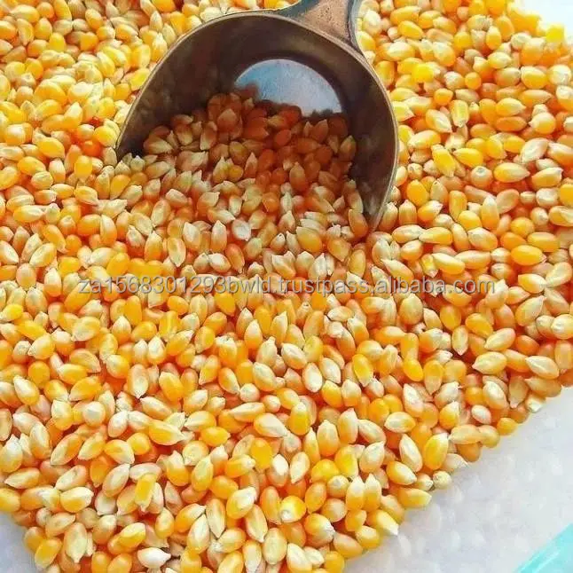 High-Nutritional White Corn - Ideal for Manufacturing and Feed - Nutrient-Rich Yellow Corn - Perfect for Feed and Processing