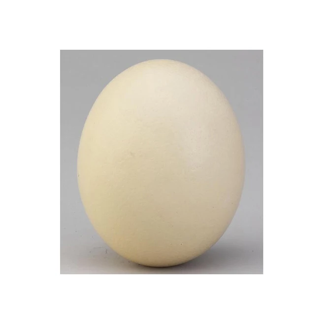 Свежие куриные страусиные яйца/свежие инкубационные яйца по хорошим ценам Страусиные птенцы и плодородные на продажу