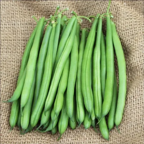 Premium Quality Food Grade  Green beans Wholesale  Bulk Style Storage Packing and Packaging ready for export