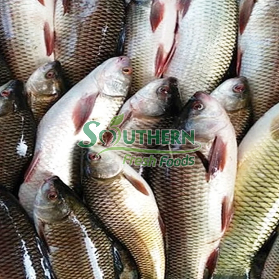 WR Farm Raised SFF Packaging standard wholesales price type certification seafood export Frozen Rohu-Rohu from Vietnam