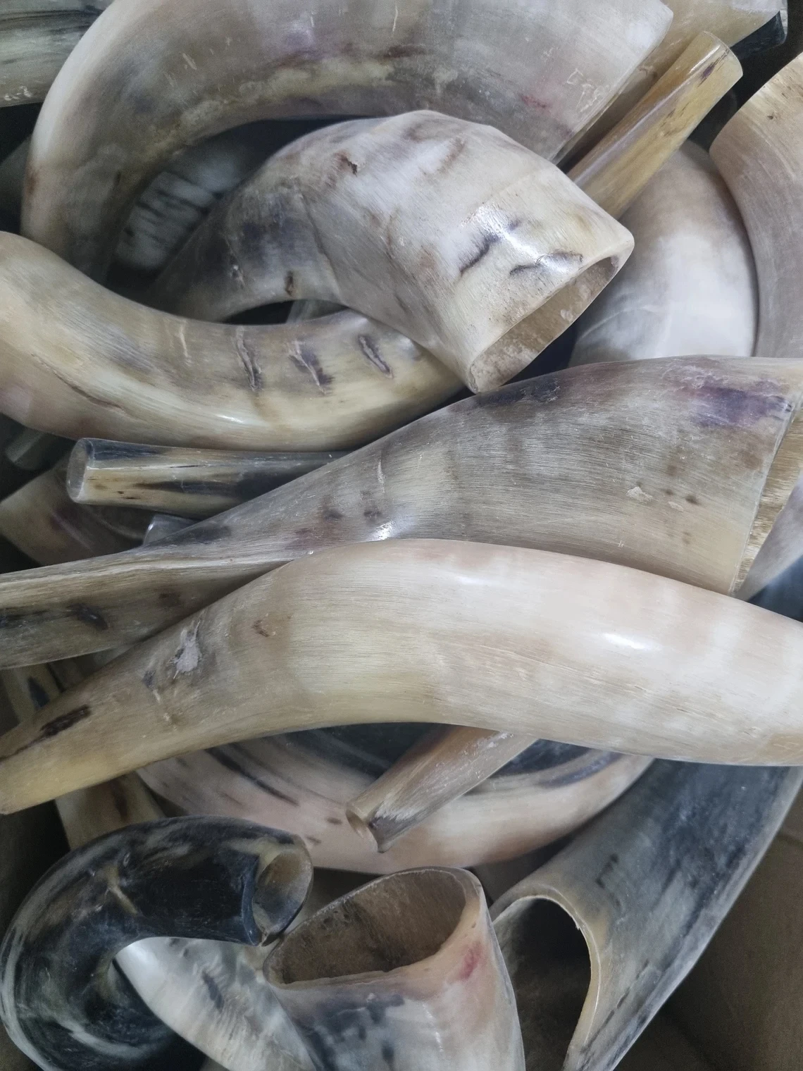 Polished Kudu Agate Shofar with Great Sound Traditional Religious Style Ram Horn Trumpet Music Style