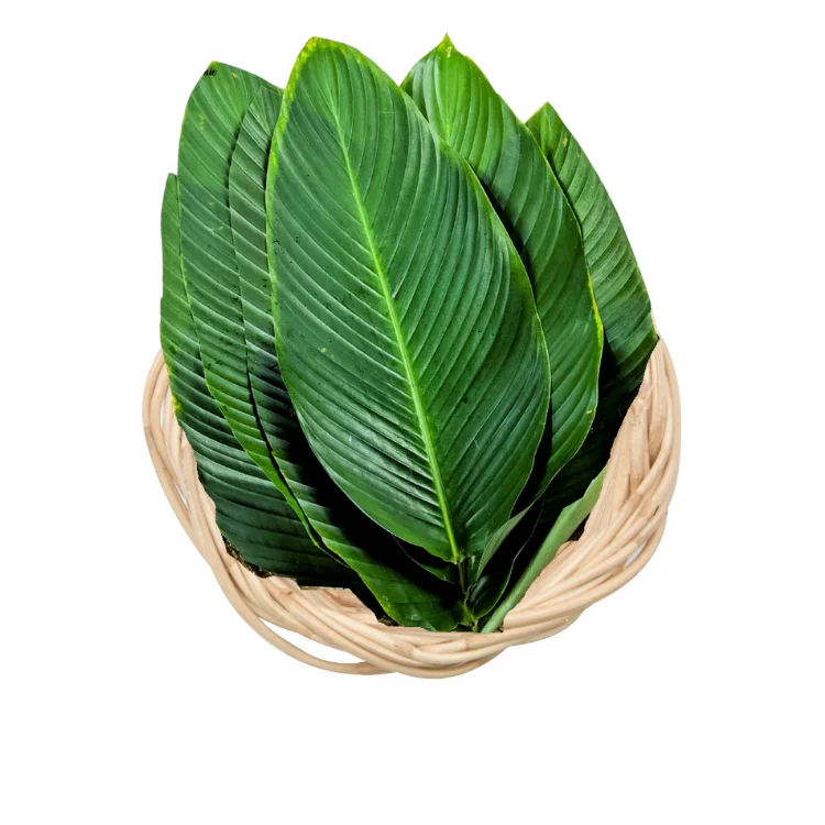Dong Leaf For Wrapping Food Eco Friendly And Decorating Food For Food Stuff Replace To Plastic Bag Biodegradable Supplier