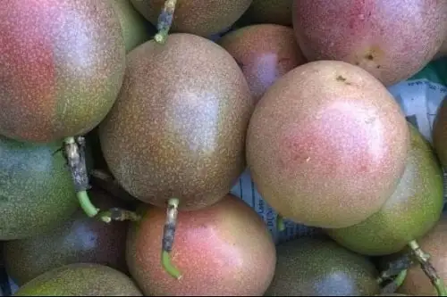 Passion fruit best seller wholesale delicious cheap price competitive price new harvest season crop fresh customized size