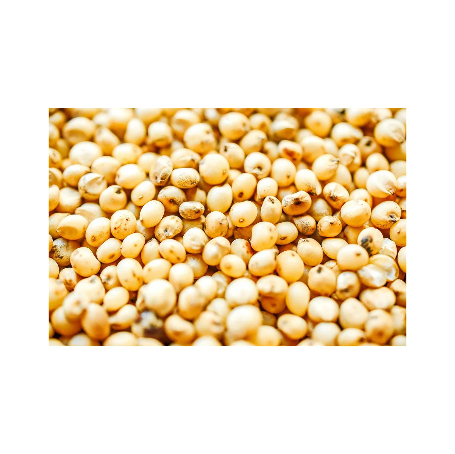 High-quality sorghum grains perfect for food production, animal feed, and industrial use