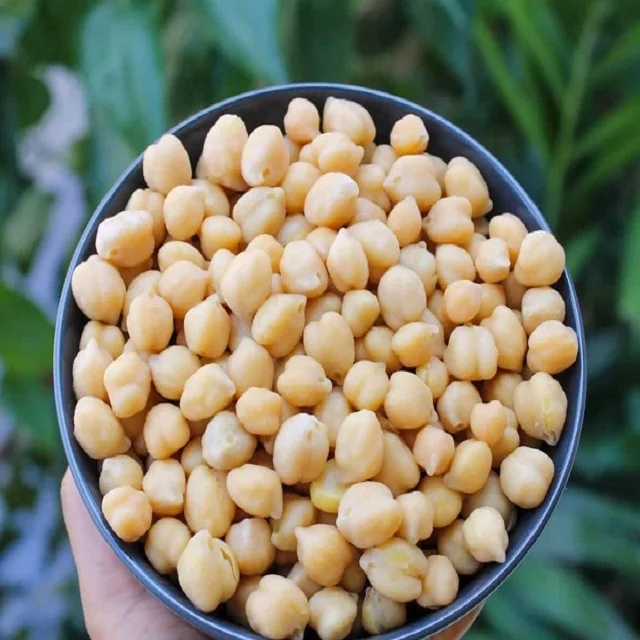 Chickpeas Good Quality At Factory 7 mm 8 mm 9 mm Price Chickpeas Chickpeas Snacks New Crop Kabuli