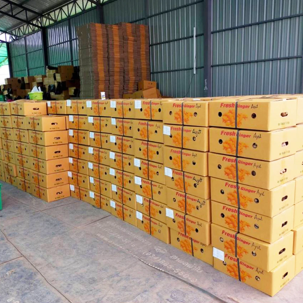 Best Export Quality Thailand Fresh Matured Gingers