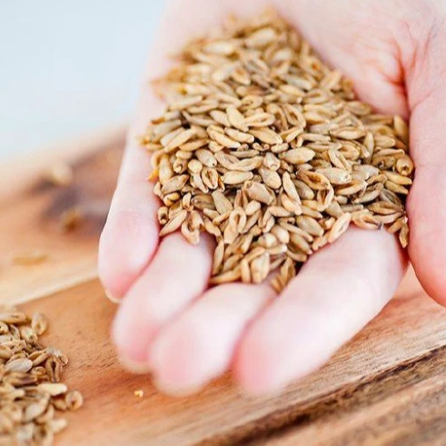 Лучший ячмень для корма животных и