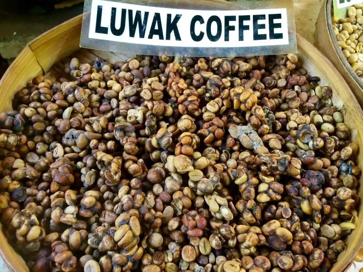 Премиум дикий кофе Luwak в зернах цена/Kopi Кофе для продажи/купить Civet Kopi зеленый Индонезия
