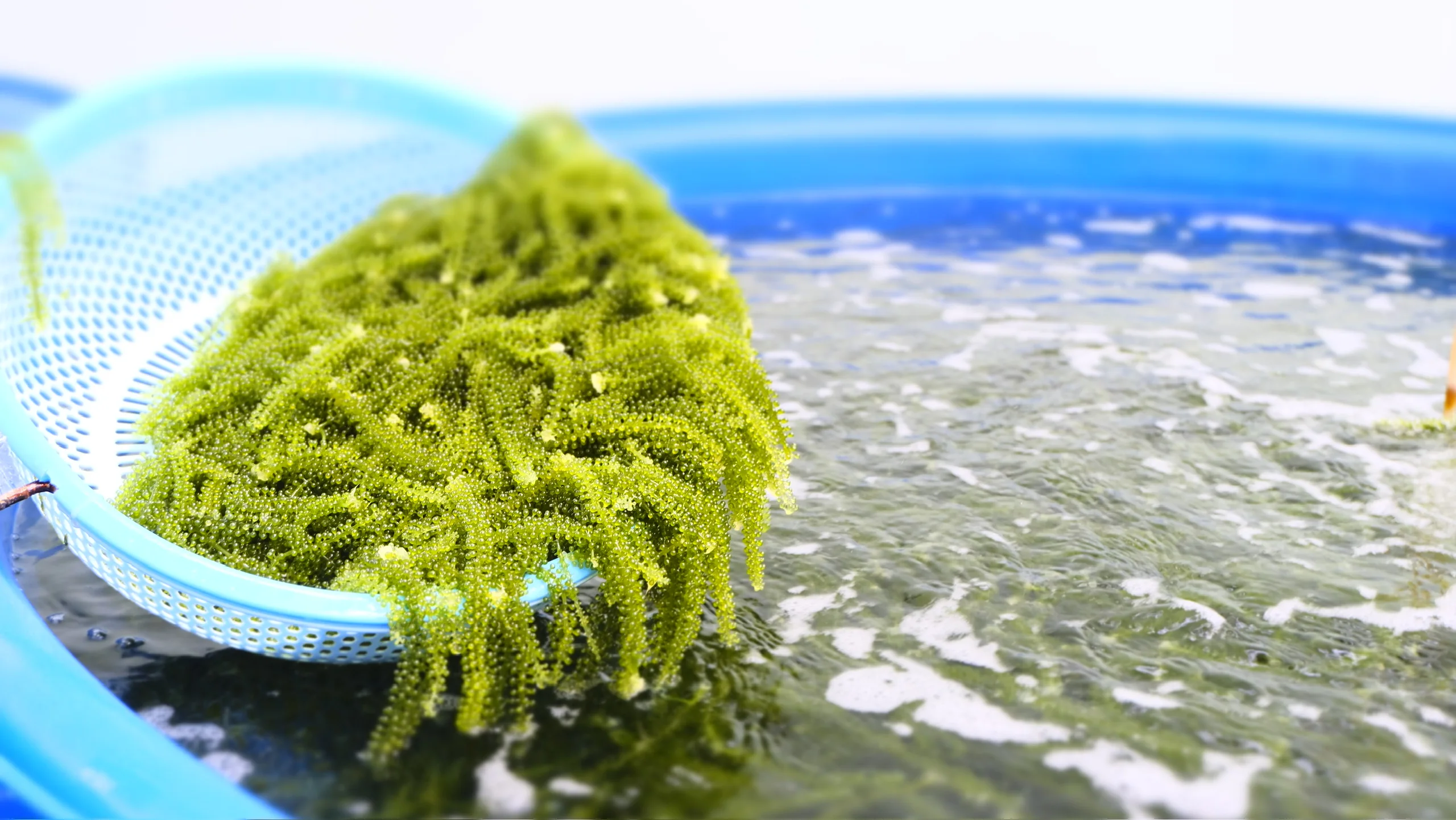 Organic Umibudo Green Caviar 200g Dehydrated Seaweed Snack Halal Nori Box Packaging Superfood Sea Grapes Green Food Seafood
