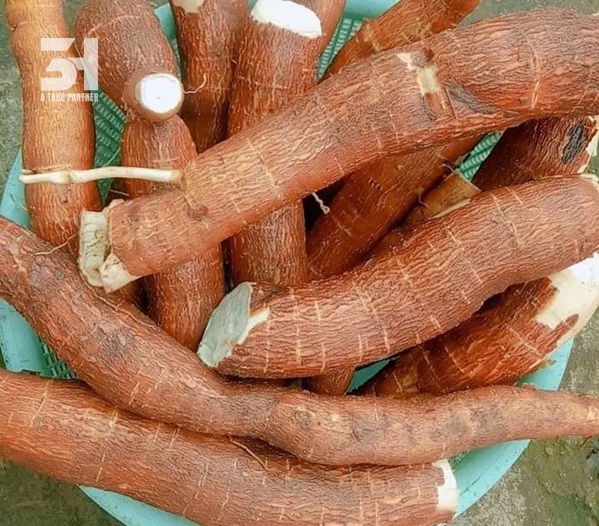 Cheap Price For Wholesale - Frozen Cassava Ready To Export From Viet Nam