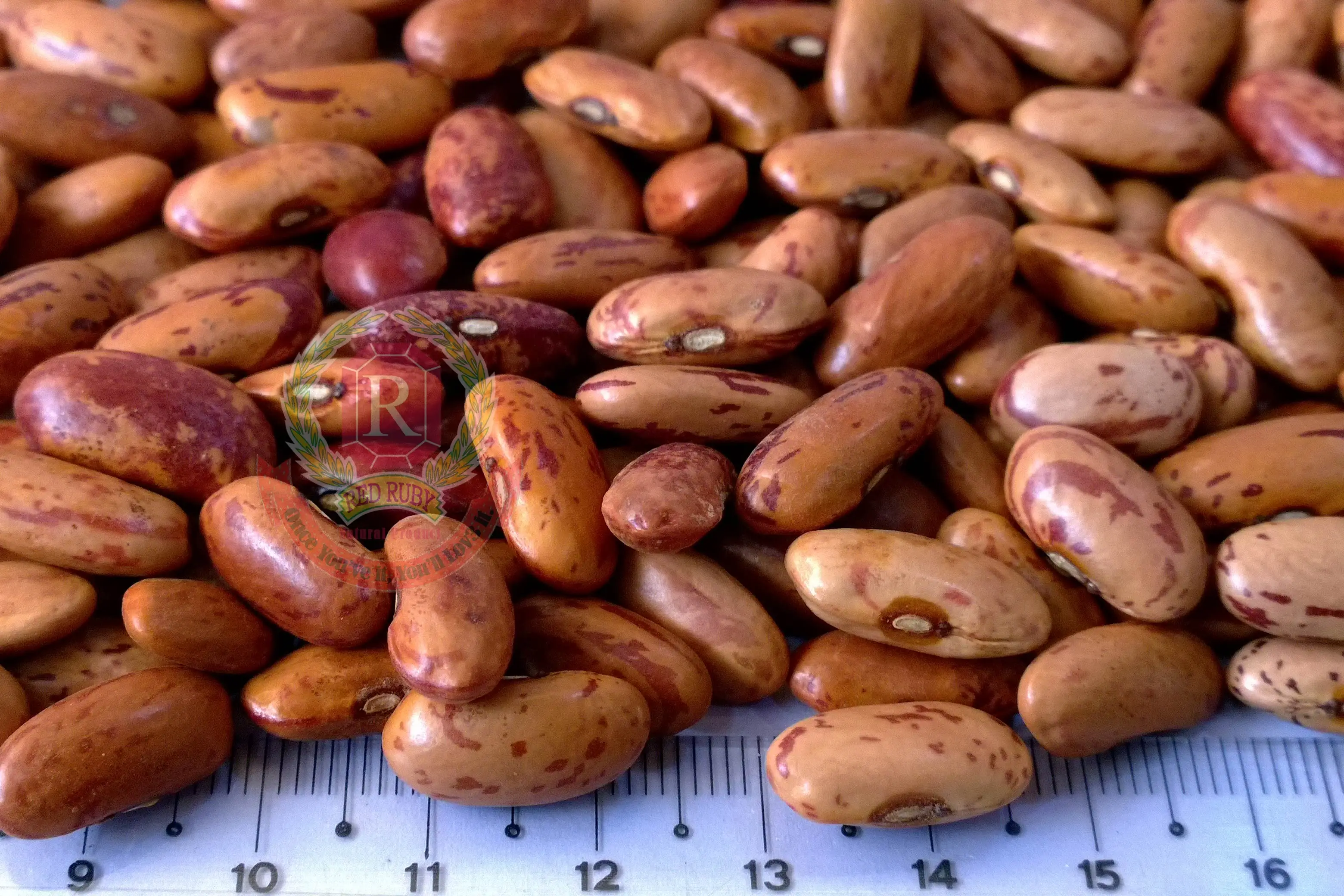 Special Quality Speckle Kidney Beans