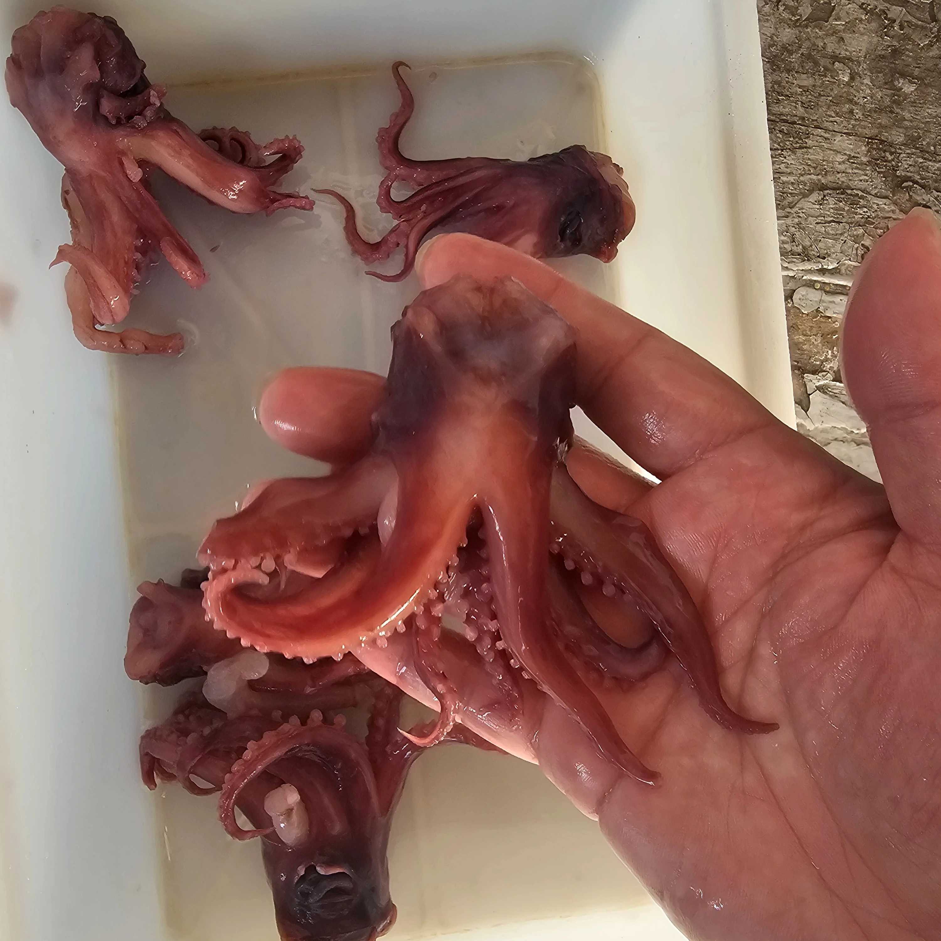 Delicious Chinese Seafood squid head squid tentacles squid arms Peru giant small head