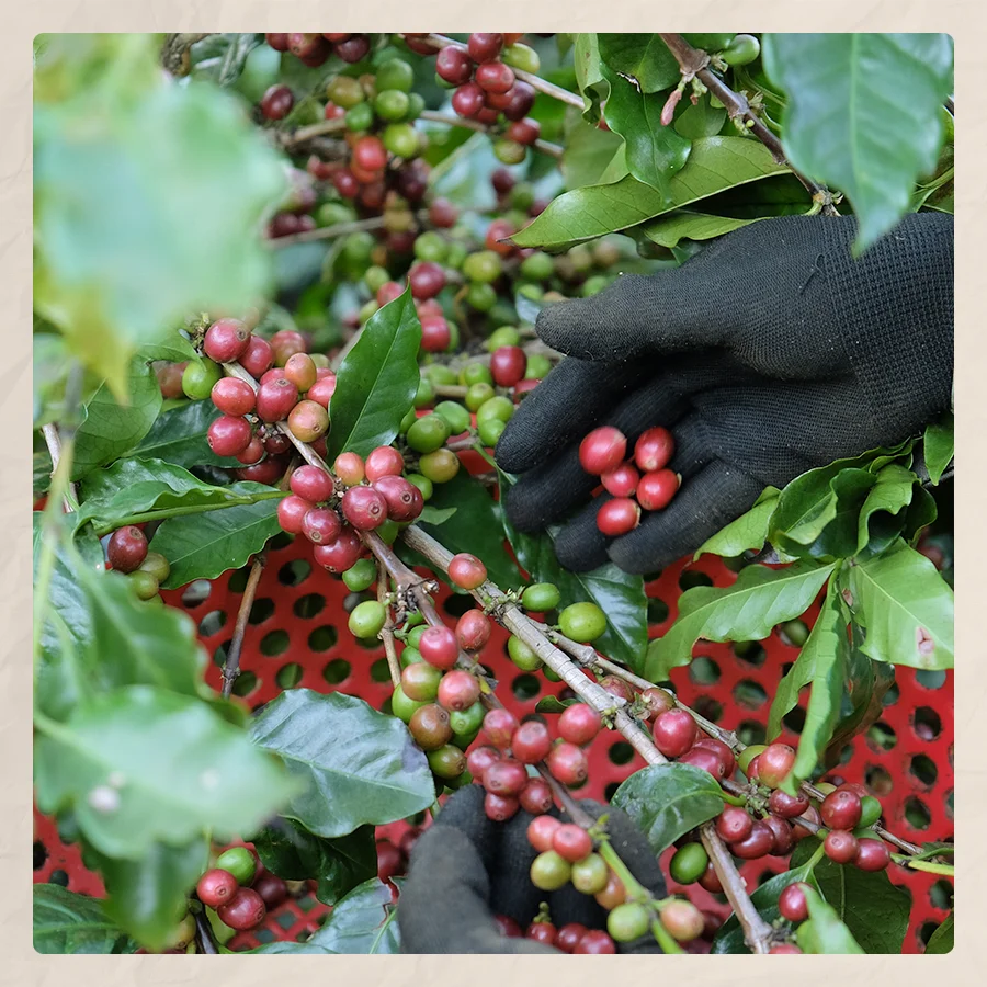 Premium Sonia Arabica coffee from Son La  Hot Selling Arabica Coffee Beans 250 Grams Made in Vietnam