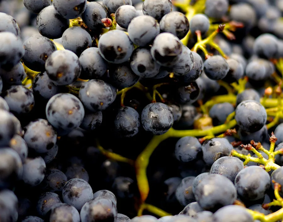 Best sell made in Italy Intense wine 750ml glass bottle type good DOC medium Red Wine wine table